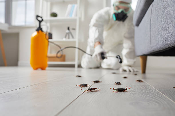 Post-Treatment Bed Bug Interceptor Monitoring in Nibley